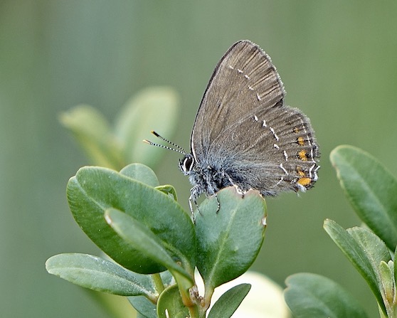 ilex hairstreak
